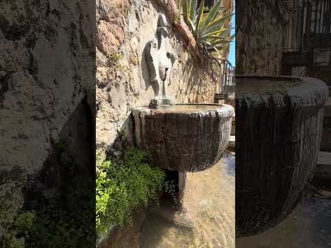 Maidenhair Fern Growing in a Historic Fountain – Relaxing Water Sounds in Córdoba