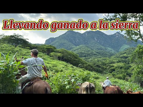 ARREANDO EL GANADO A LA SIERRA NUEVAS PASTURAS 🐄⛰️￼￼