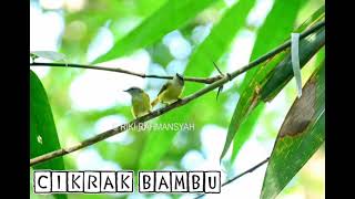 Download lagu Suara pikat burung cikrak bambu || Langsung Nempel...!! mp3