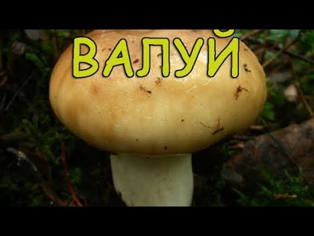 что делать с валуями. Смотреть фото что делать с валуями. Смотреть картинку что делать с валуями. Картинка про что делать с валуями. Фото что делать с валуями