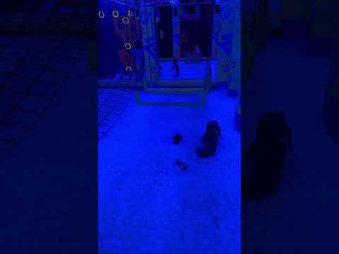 BallPit Fun 🤩 #viralvideo #litsquad #shorts #fun #trampoline #ballpit #urbanair #trampolinepark