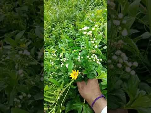 කැලෑ මල්