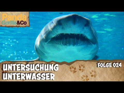 Hausbesuch bei der Hai WG im Zoo | Panda, Gorilla & Co.