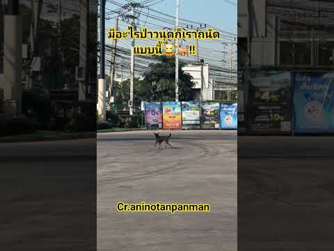 มีอะไรป่าวนุดก็เราถนัดแบบนี้😂🐕‼️ #สุนัขแสนรู้ #สุนัขน่ารัก #cutedog #pet