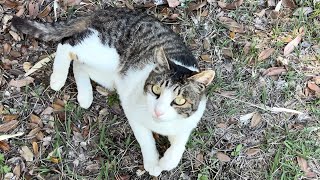 大声で鳴いて戯れ楽しんでる人懐っこくてかわいい猫ちゃん