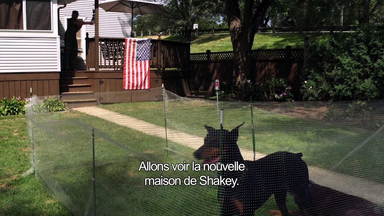 Miniature de la vidéo SHAKEY UN AMOUR DE CHIEN - Bande Annonce VOST du film Shakey, un amour de chien