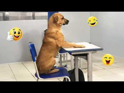 I Wanted a Dog, But God Gave Me a Comedian! 🐶😂| TOP Funny Dog Videos 2026 #36