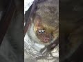 Bats: Unsung Heroes of the Night! ✨ #shorts #bats #wildlife #naturelovers #animalfacts #batfacts