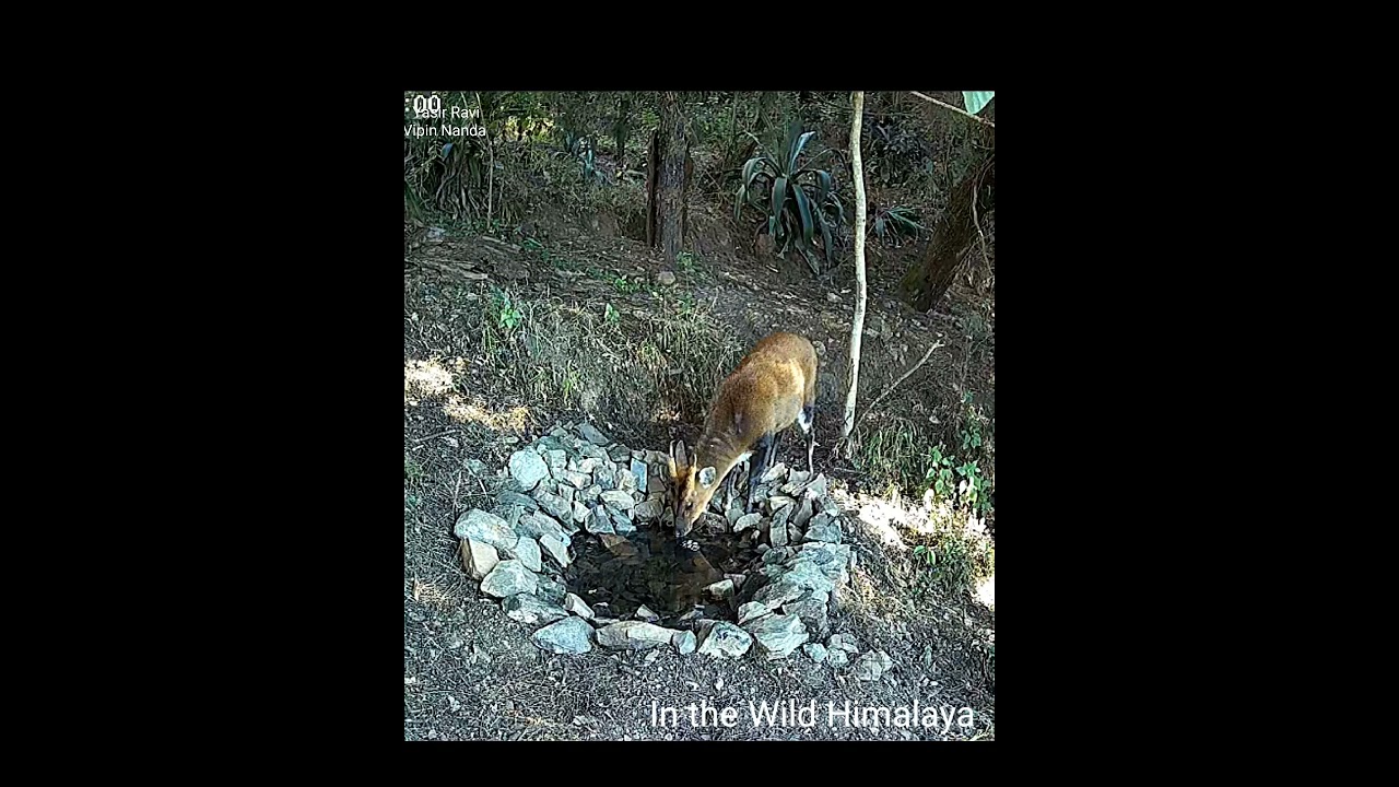 Himalyan Waterhole |21-12-24,8:18 AM#himalayanwildlife
