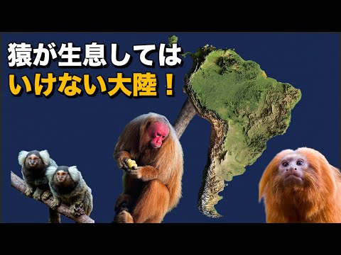 ザルモキシダエについて詳しく解説