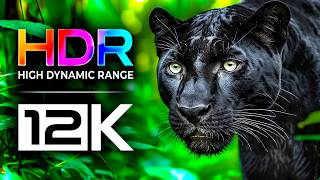 BEST TV HDR TEST IN THE WORLD / 8K VIDEO ULTRA HD DEMO DOLBY ATMOS