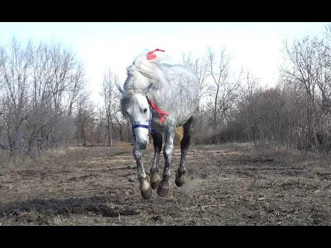 Armasarul lui Laurentiu de la Cetatuia, Giurgiu - 2020 Nou!!!