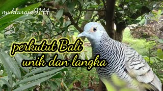 Download lagu perkutut bali atau ntt gacor unik dan langka#perkutut# mp3 Download lagu perkutut bali atau ntt gacor unik dan langka#perkutut# mp3
