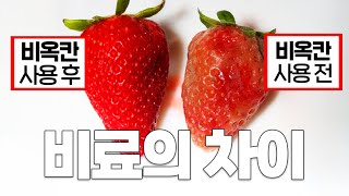 비료 하나의 차이가 최고급 딸기의 시장 가격을 결정 지을 수 있을 줄은 정말 몰랐습니다..!