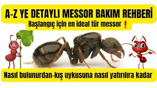 Başlangıç için en ideal karınca türü MESSOR❗️A-Z ye detaylı messor bakım rehberi