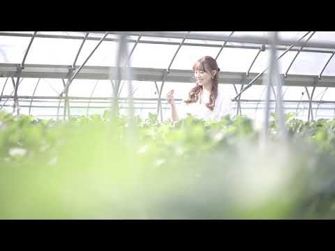 やまぐち映像図鑑 NO.136 田布施のいちご狩り［田布施町］ | Tabuse Strawberry Picking  [ Tabuse-town ]