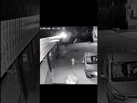 gato bailando bien insano 😝😝😈😈