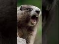 Kuddus Kuddus New Trending Funny Video