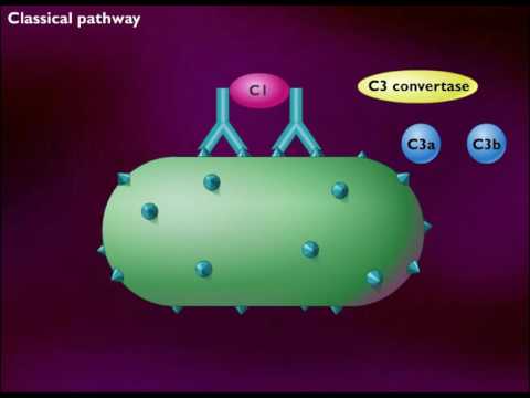 The Complement System Hd Animation