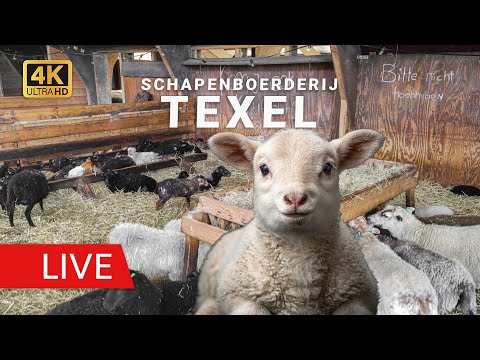 Schapenboerderij Texel thumbnail