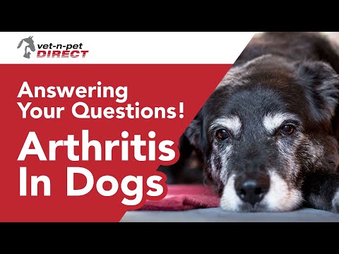 YouTube video about: How long can a dog live with arthritis?