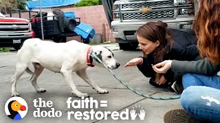 Dog Who Was Scared Of Everything Gets More Playful Every Day | The Dodo Faith = Restored