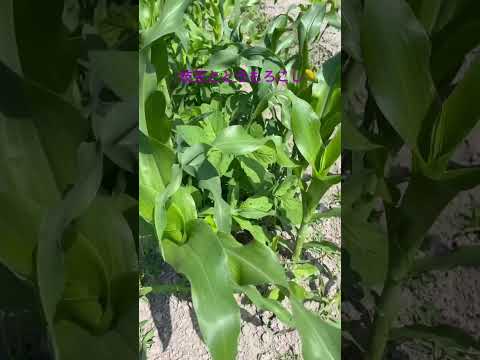 キョウチクトウのコンパニオンプランツの育て方と施肥方法