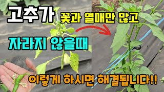 고추가 꽃과 열매만 많고 잘 자라지 않을때 이렇게만 두가지만 하시면 폭풍성장 잘 자라요 #고추키우기