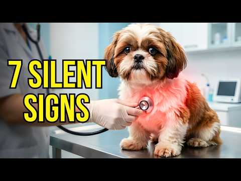 7 Silent Signs Your Shih Tzu Is Suffering (Most Owners Miss This)