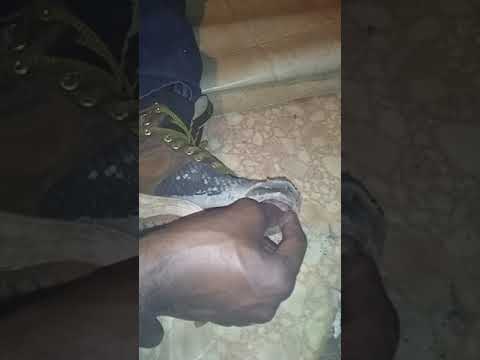 The Adventures of Snorty and Dino Brown