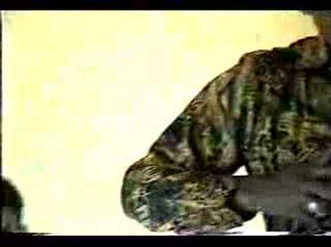 Venedita Abel Antonio Villa