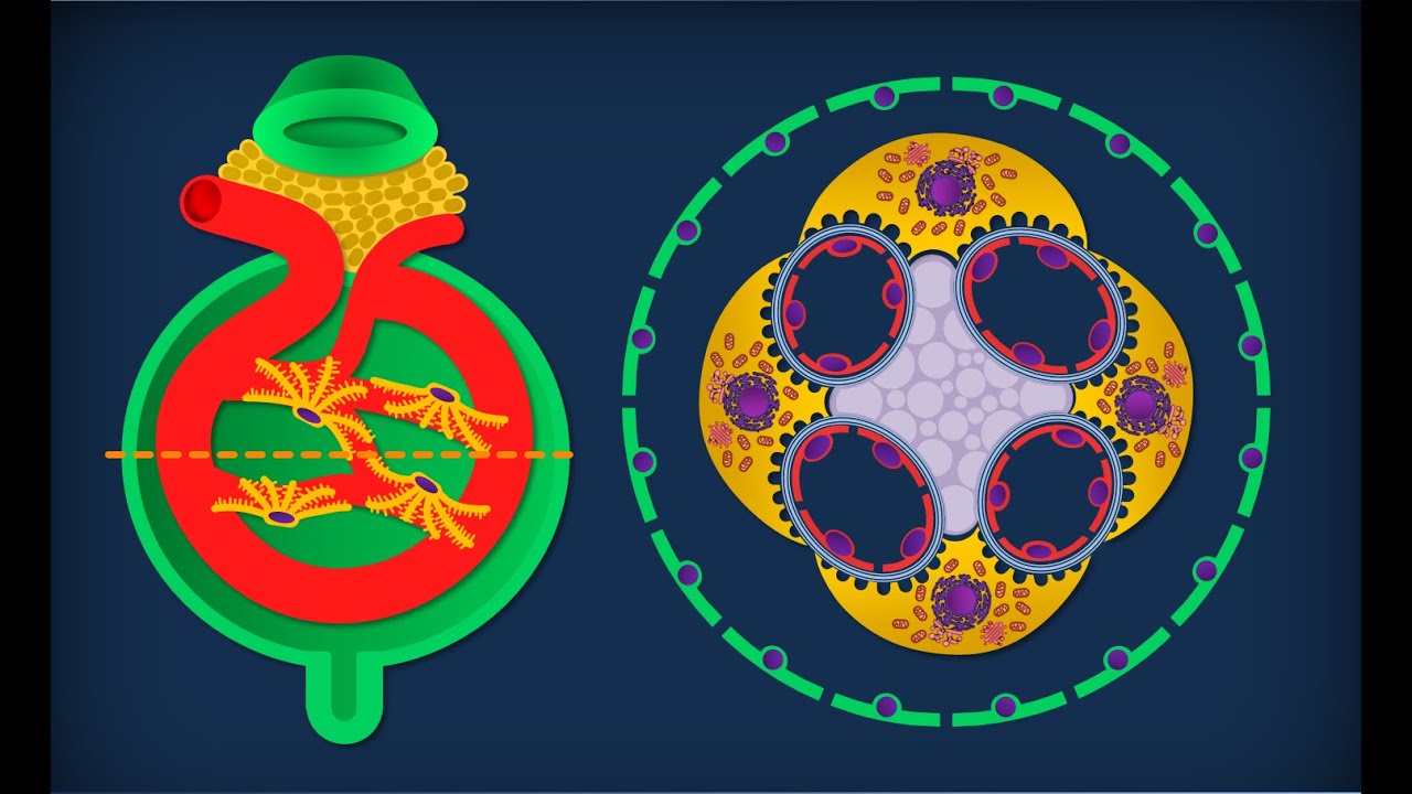 O Que E O Anatomia Microscopica O Que E O Anatomia Microscopica