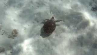 preview picture of video 'Rencontre avec les tortues de Guadeloupe'