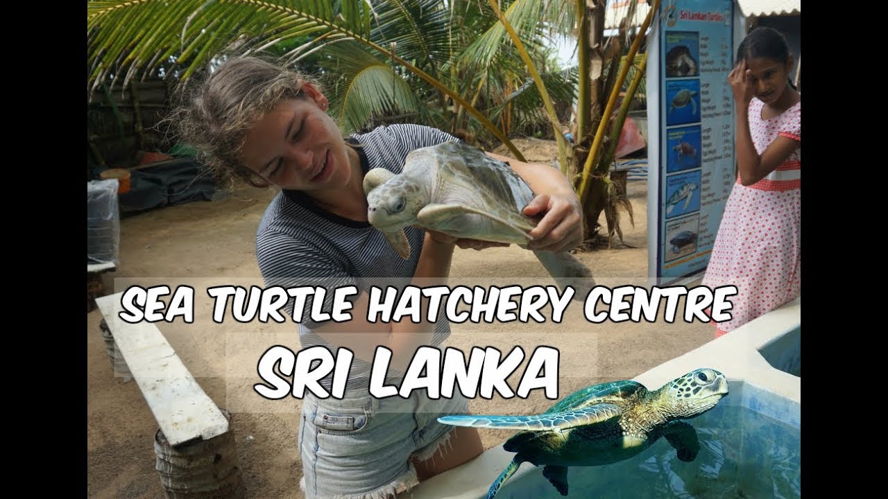 A traveler visits Sea Turtle Hatchery Mahamodara.