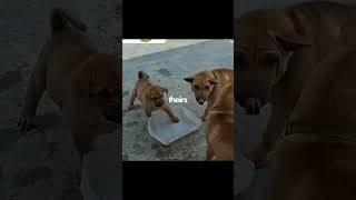 Never Disturb A Sleeping Dog!