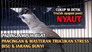 Download lagu Suara panggilan trucukan, pancingan & masteran trucuk agar cepat BUNYI  trucukan gacor ropel panjang mp3
