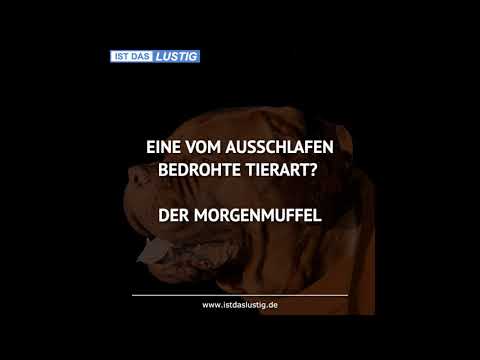 Lustige Sprüche Video Volume 1012