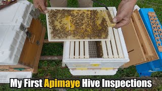 My First Apimaye Hive Inspection