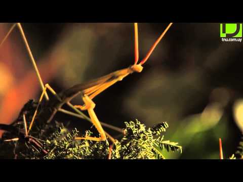 Buscaespecies: Mamboretá