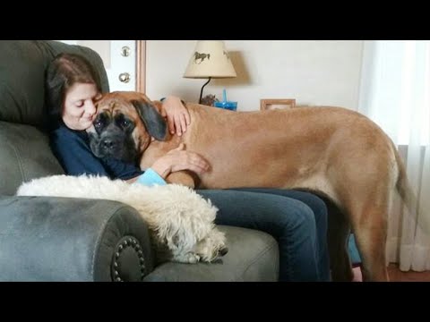 Les gros chiens qui se prennent pour des chiens de salon Vidéos drôles de chiens