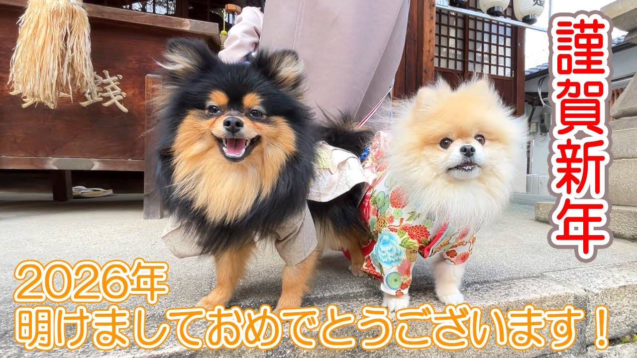 遅めのお年賀動画・着物姿でご挨拶！【2026初詣&十日戎】