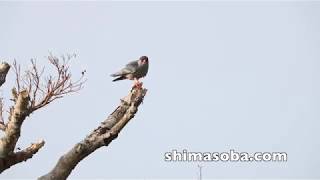 アカアシチョウゲンボウ滞在3週間(動画あり)