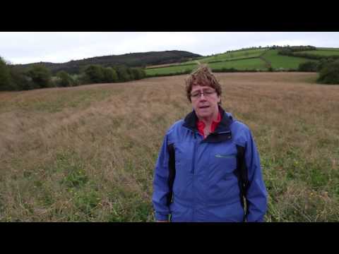 Wild bird cover in Co Laois