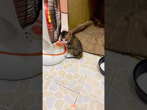 The little boy rescued a kitten while walking.#foryou #animals #healing #cat #animallife