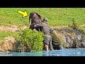 Man Saved a Drowning Baby Elephant, Then The Herd Turned Around and Did Something Astonishing!