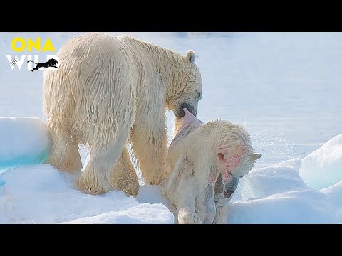 THE ARCTIC | POLAR BEAR – LAST KING OF THE ICE | #AnimalDocumentary