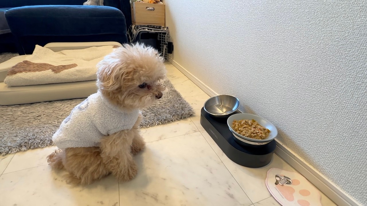 落ち込み方が人間みたいに露骨すぎるトイプードル