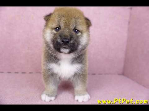 01/11赤色柴犬母幼犬1號