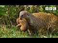 Why you shouldn't pick on a mongoose | Serengeti - BBC
