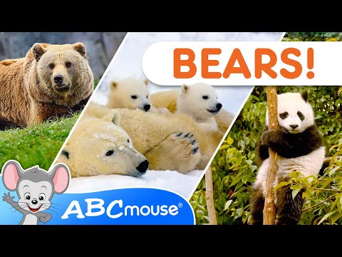 🐻 Bear Adventures! | ABCmouse Tot-umentary Animal Video for Kids 🌲